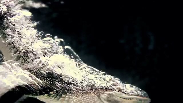 DDB Paris pour National Geographic - chaîne de télévision, «Reality vs Fiction, Rien n'est aussi fort que la réalité» - mai 2013 - alligator