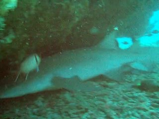 Requin nourrice me pousse, maldives 2010