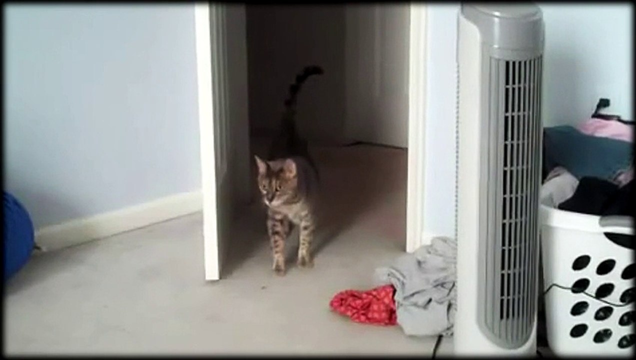 Europe Ecologie Les Verts - parti politique, "Service Avant Vote d'Eva Joly, Les chatons, www.EvaJoly2012.fr/vote" - décembre 2011