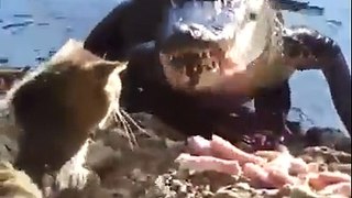Brave Cat Meets Crocodile