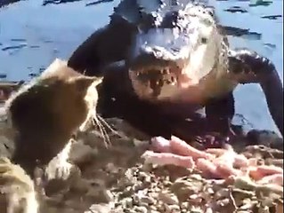 Brave Cat Meets Crocodile