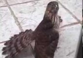 Hawk Tries to Defend His Territory by Fighting With Window