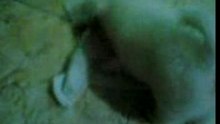 Scott Puppy