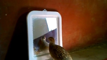 Bird fight with own reflection  till break the mirror