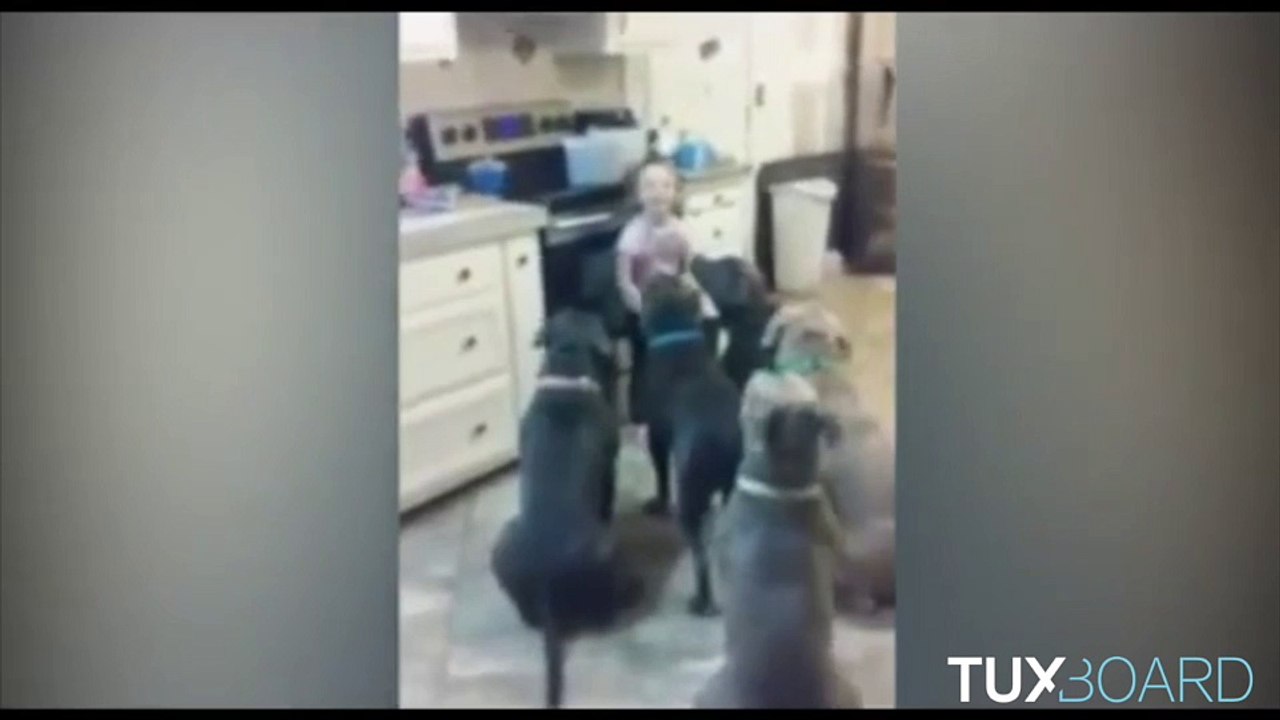 Une fille de 6 ans dresse 6 Pit Bull Terrier