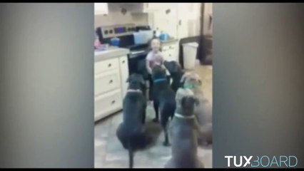 Une fille de 6 ans dresse 6 Pit Bull Terrier