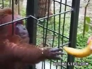 Monkey Devours Bananas - BoomClips.com
