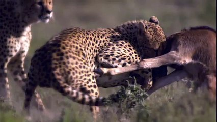 DDB Paris pour National Geographic - chaîne de télévision, «Reality vs Fiction, Rien n'est aussi fort que la réalité.» - mai 2013 - gnou