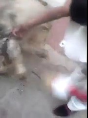 A Lamb Who Has Six Legs Must Watch a Amazing Video
