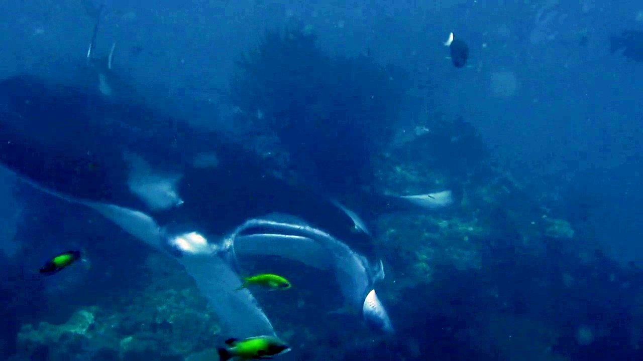 Raies manta aux Maldives 2010