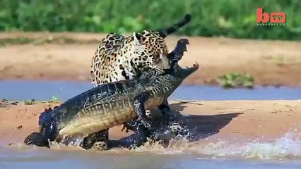 Jaguar Attacks Caiman Crocodile - HD