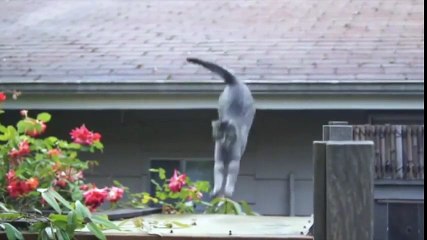 Iris Londres pour Quit (Pfizer) - lutte contre le tabac, "Only cats have nine lives" - janvier 2014