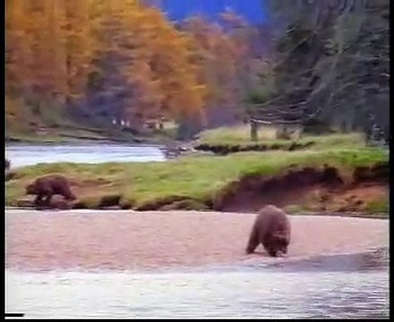 John West - saumon en conserve - juin 2001 - Man VS Bear , homme VS ours