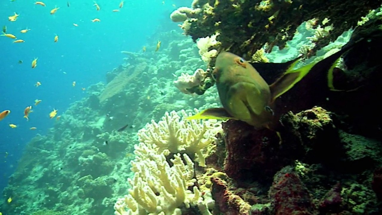 Fondation Maud Fontenoy - protection de l'environnement - septembre 2009 - "Le Plasticum Indestructibilum"