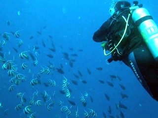 Nage avec les poissons cochers,maldives  coco palm 2010