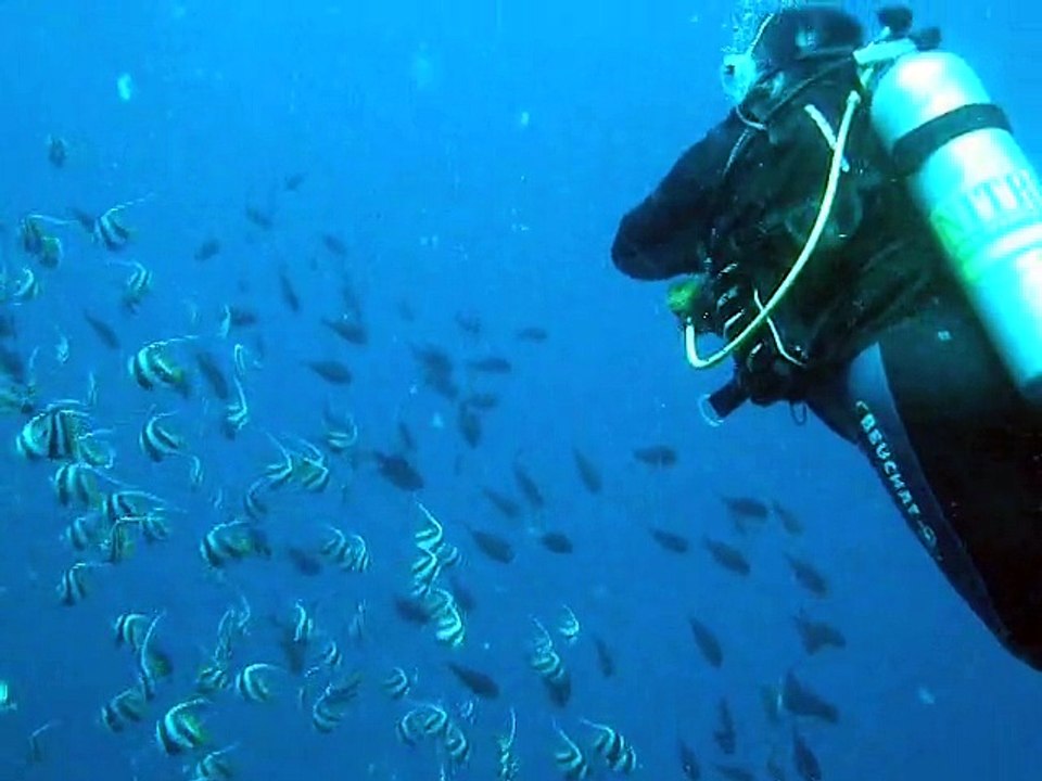 Nage avec les poissons cochers,maldives  coco palm 2010