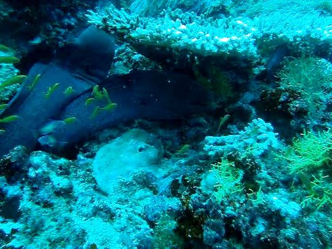 Murène ,maldives. coco palm 2010