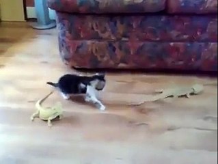 Curious Kitten Plays with Lizard and Forgets There are Two