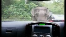 An Elephant goes on a Ramped Destroying Cars