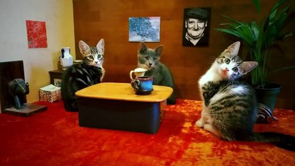 Microsoft - smartphone Lumia 930, «Catz using Lumia 930» - septembre 2014