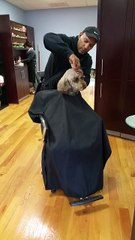 Dog Gets Groomed in Hair Salon