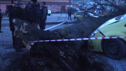 Ağaç, Otomobillerin Üzerine Devrildi