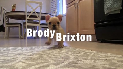 Perrito adorable se hace viral en las redes sociales