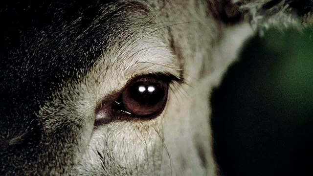 Mercedes-Benz (Daimler AG) - voiture, Stayin' alive - octobre 2011