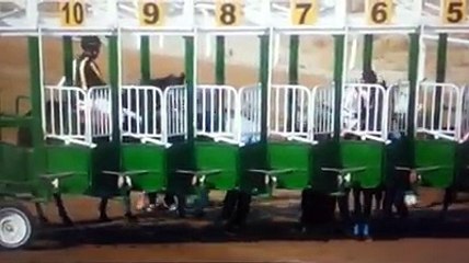 Un cheval de course avec des oeillères panique et court droit devant