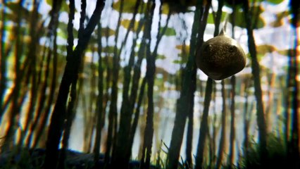 Leo Burnett Londres pour Freeview - télévision numérique terrestre britannique, "It's even better when it's free" - octobre 2013