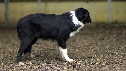 Optimus pour Fondation 30 millions d'amis - protection des animaux, «Non à l'abandon, oui à la fidélité» - juin 2014