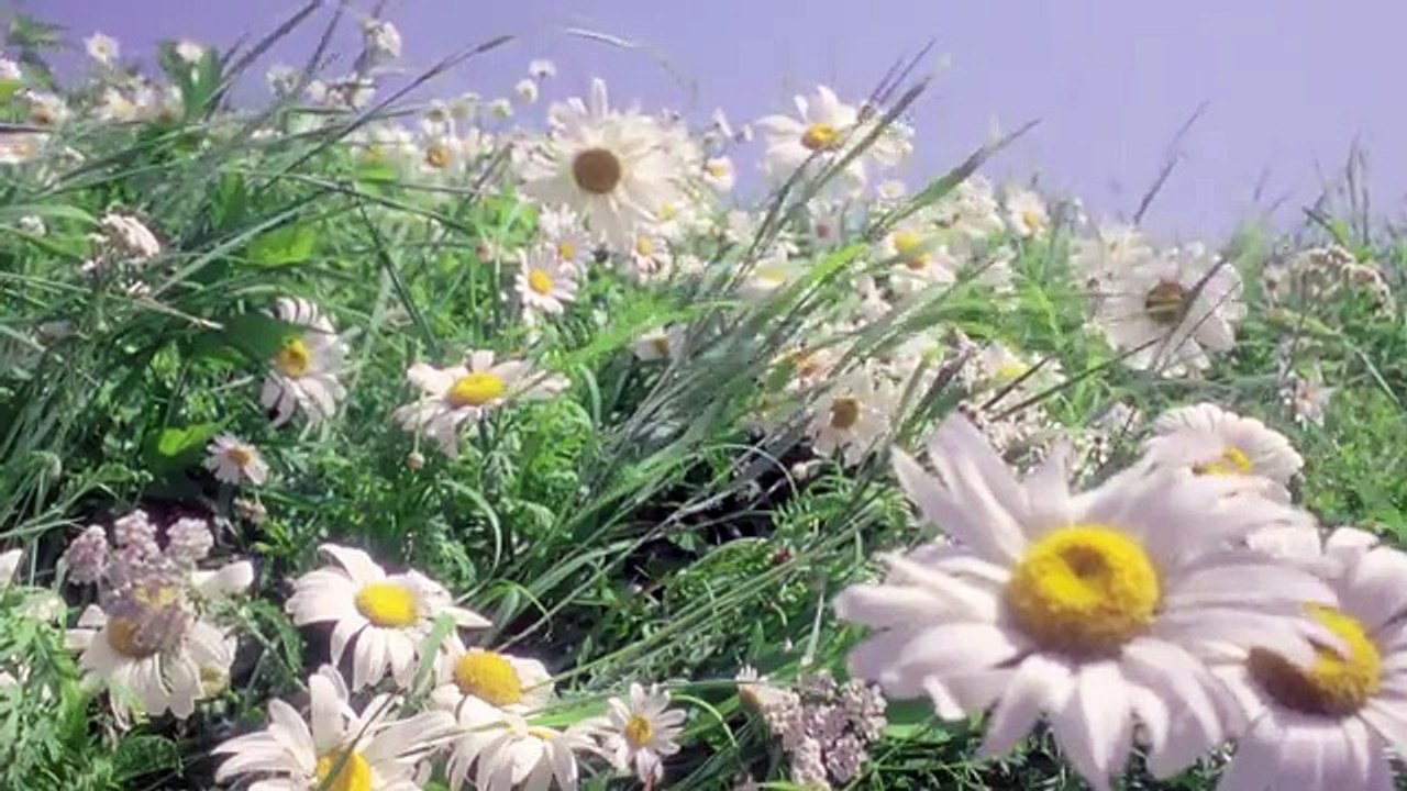 Marc Jacobs - parfums, «Daisy Dream by Marc Jacobs» - juin 2014