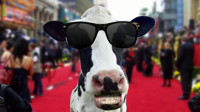 MSD Santé Animale - produits vétérinaires, Studio bovine - avril 2012