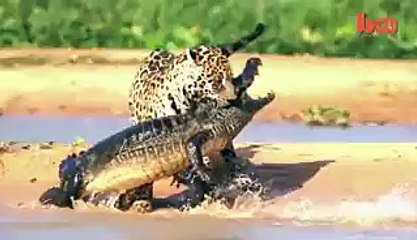 Jaguar Attacks Caiman Crocodile - Adnan Ali Abbas