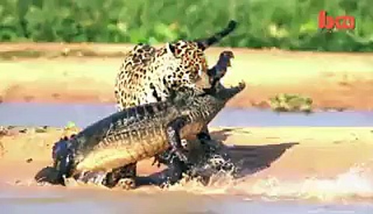 Jaguar Attacks Caiman Crocodile