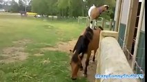Goats that Love Horseback Riding!