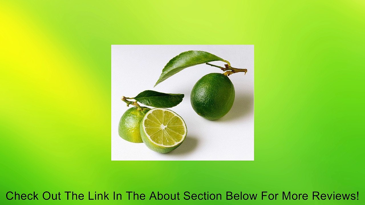 Everbearing Persian Lime Tree - Potted - Fruit Bearing Size - 8" Pot - Citrus Review