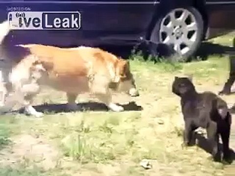 Funny Video- Police dogs breaks up cat fight