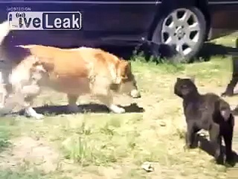 Funny Video- Police dogs breaks up cat fight