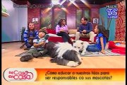 De Casa En Casa  - Educar a nuestros hijos para cuidar a sus mascotas