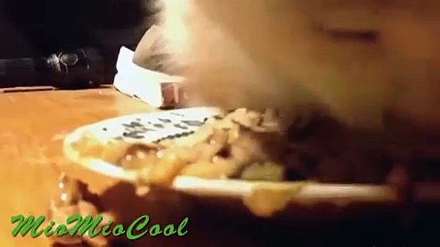 Funny Videos _ Funny Cats _ Cool Cute Videos _