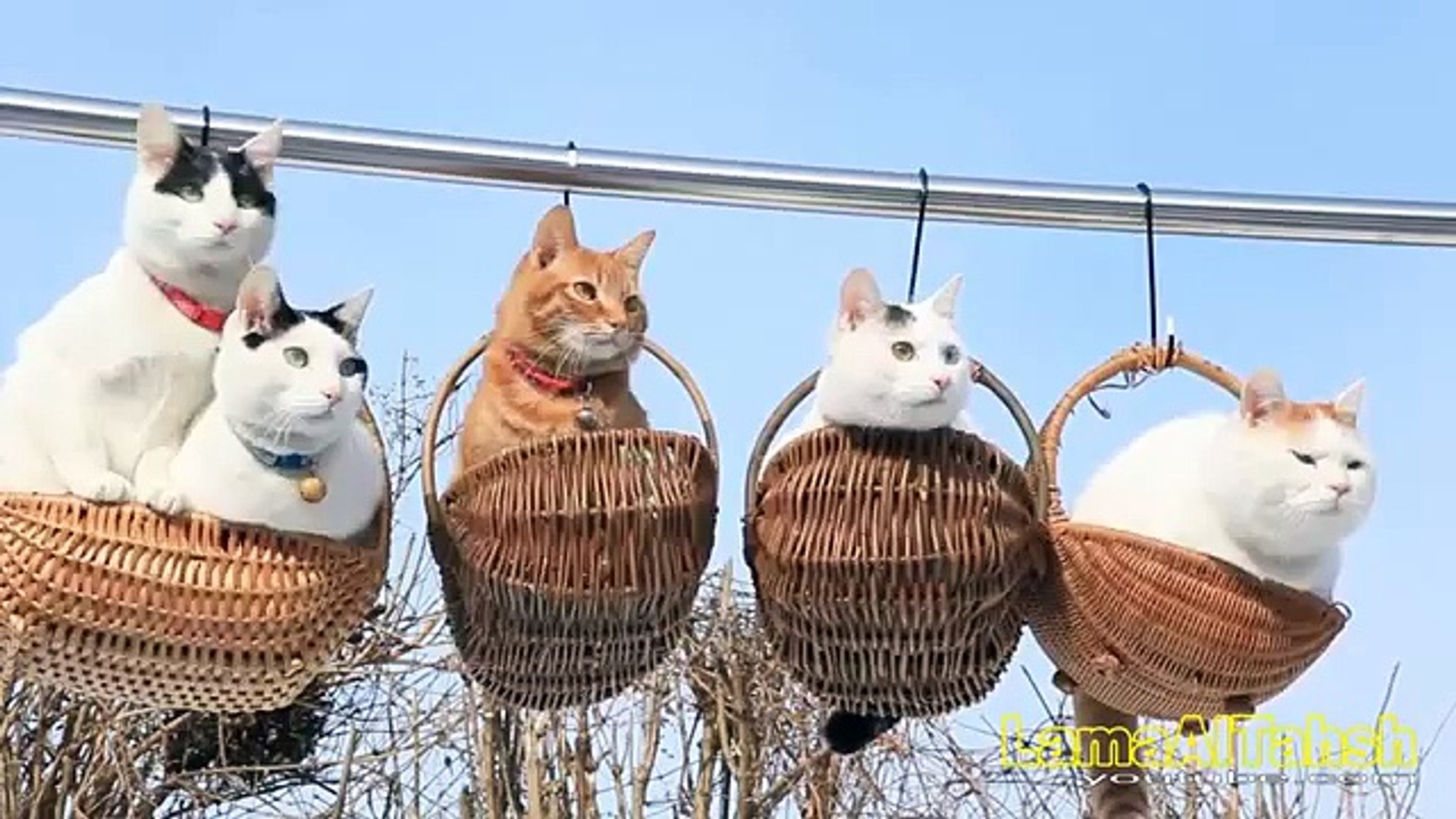 Funny Videos _ Funny Cats _ Cute Funny Videos Cats