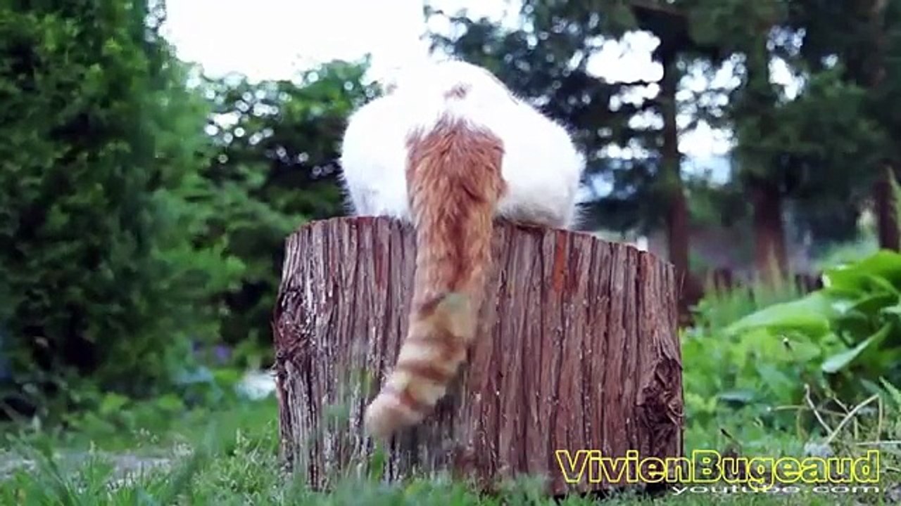 Funny Videos _ Funny Cats _ Cute Funny Videos Cool