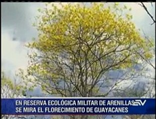 En Arenillas ya se puede apreciar el espectáculo de los Guayacanes
