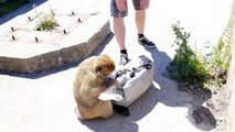 Un singe vole un sandwich
