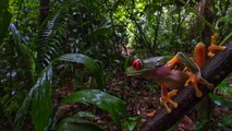 Un américain laisse grandir une larve de mouche dans son bras