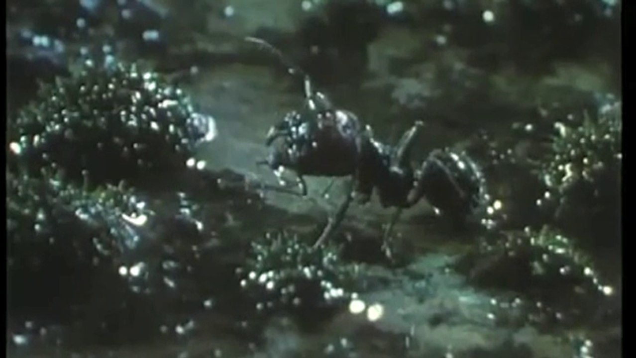 Bande-annonce : Microcosmos