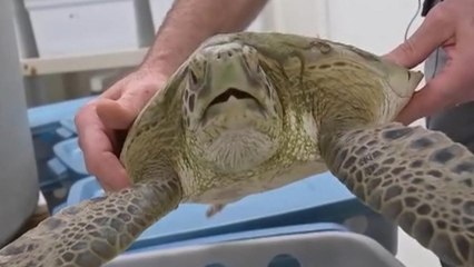 People Are Helping Florida's Turtles Stay Warm