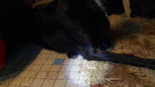 2013 : Vaïcka et les poussins de Tite poule de Soie dans la maison - 1