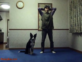 Dunya News-funny dog doing an exerciseion